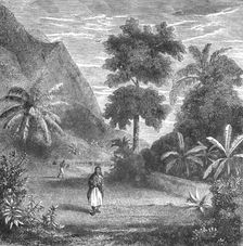 Vegetation of Tahiti; Speculations concerning Former Southern Geographies 1875. Creator: Unknown