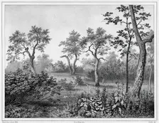 Vegetation of Kamchatka, 19th century. Creators: Friedrich Heinrich Kittlitz, Louis-Pierre-Alphonse Bichebois