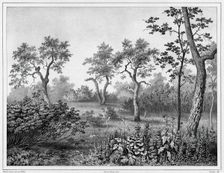 Vegetation of Kamchatka, 19th century. Creators: Friedrich Heinrich Kittlitz, Louis-Pierre-Alphonse Bichebois