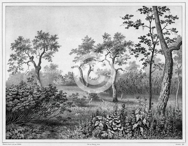 Vegetation of Kamchatka, 19th century. Creators: Friedrich Heinrich Kittlitz, Louis-Pierre-Alphonse Bichebois.