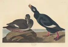 Velvet Duck, 1835. Creator: Robert Havell