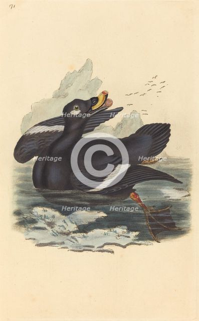 Velvet Duck. Creator: Unknown.