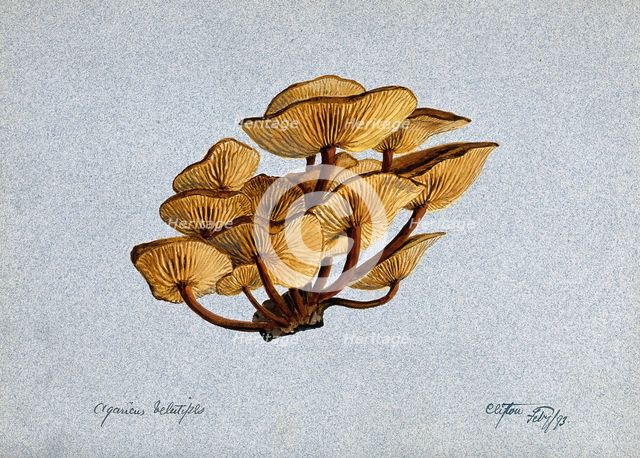 Velvet shank fungus (Flammulina velutipes) growing on wood, 1893. Creator: Unknown.