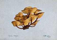 Velvet shank fungus (Flammulina velutipes) growing on wood, 1893. Creator: Unknown