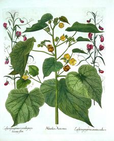 Velvetleaf and Sweet Peas, from Hortus Eystettensis by Basil Besler (1561-1629), pub. 1613 (hand-