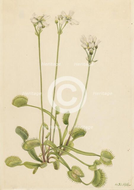 Venus Flytrap (Dionaea muscipula), 1918. Creator: Mary Vaux Walcott.