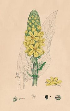 Verbascum Thapsus. Great Mullein 19th Century