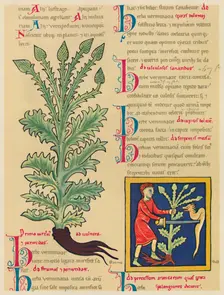 Verbena or Vervain 1947