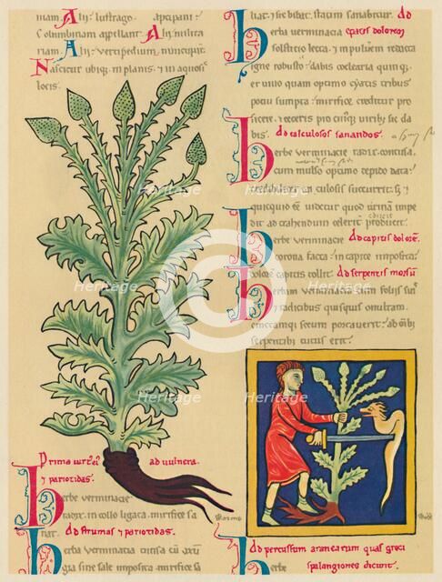 'Verbena or Vervain', 1947. Artist: Unknown.