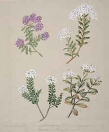 [Veronica (4 species)], c.1885. Creator: Sarah Featon