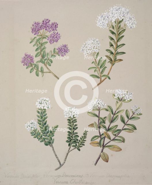 [Veronica  (4 species)], c.1885. Creator: Sarah Featon.