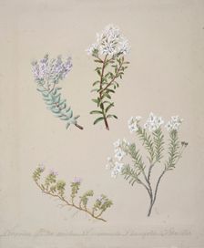 [Veronica (4 species)], c.1885. Creator: Sarah Featon