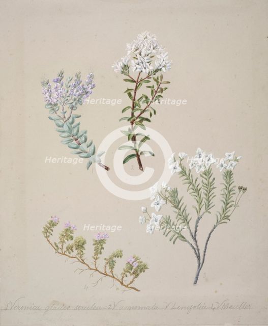 [Veronica  (4 species)], c.1885. Creator: Sarah Featon.