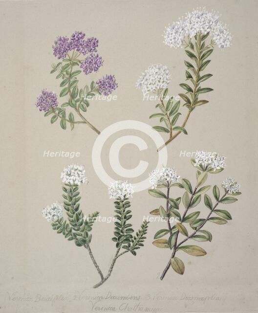 [Veronica  (4 species)], c.1885. Creator: Sarah Featon.