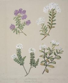 [Veronica (4 species)], c.1885. Creator: Sarah Featon