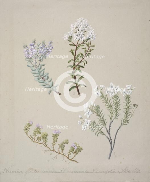 [Veronica  (4 species)], c.1885. Creator: Sarah Featon.