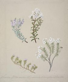 [Veronica (4 species)], c.1885. Creator: Sarah Featon