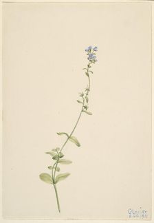 Veronica serpyllifolia, 1911. Creator: Mary Vaux Walcott