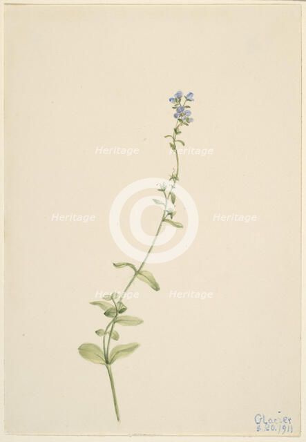 Veronica serpyllifolia, 1911. Creator: Mary Vaux Walcott.