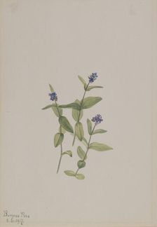 Veronica wormskjoldii, 1917. Creator: Mary Vaux Walcott