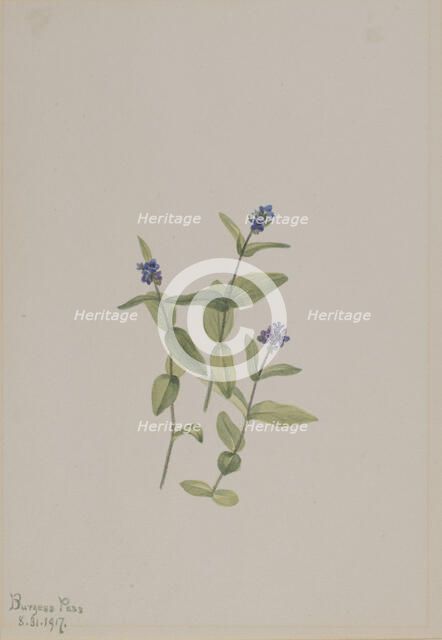 Veronica wormskjoldii, 1917. Creator: Mary Vaux Walcott.