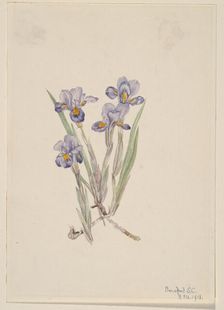 Vernal Iris (Iris verna), 1918. Creator: Mary Vaux Walcott