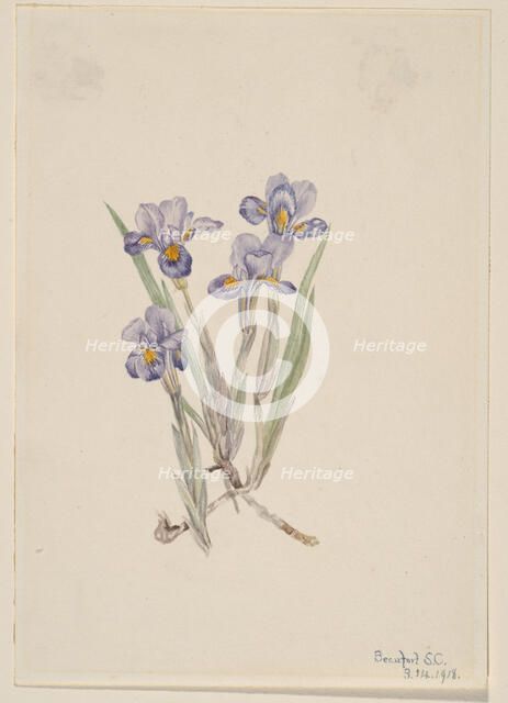 Vernal Iris (Iris verna), 1918. Creator: Mary Vaux Walcott.