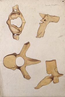 Vertebrae: four figures, 1880. Creator: Jeannette Mongredien