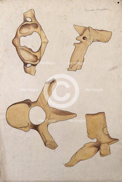 Vertebrae: four figures, 1880. Creator: Jeannette Mongredien.