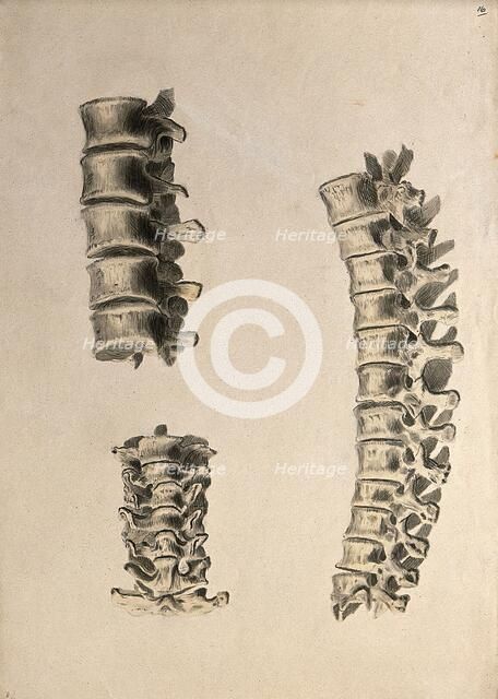 Vertebrae: three figures, 1830-1835. Creator: Unknown.