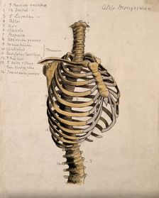 Vertebral column and ribcage, 1880. Creator: Adele Mongredien