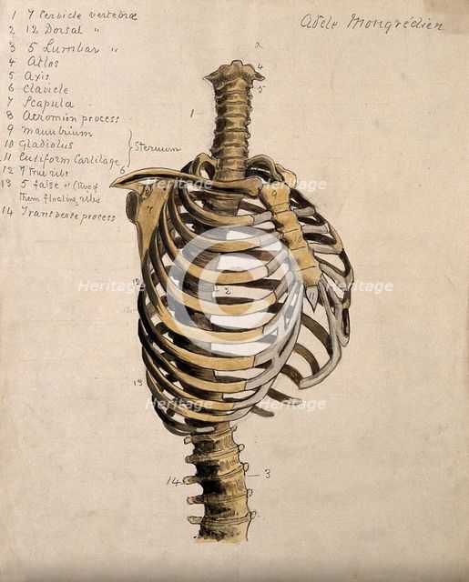 Vertebral column and ribcage, 1880. Creator: Adele Mongredien.