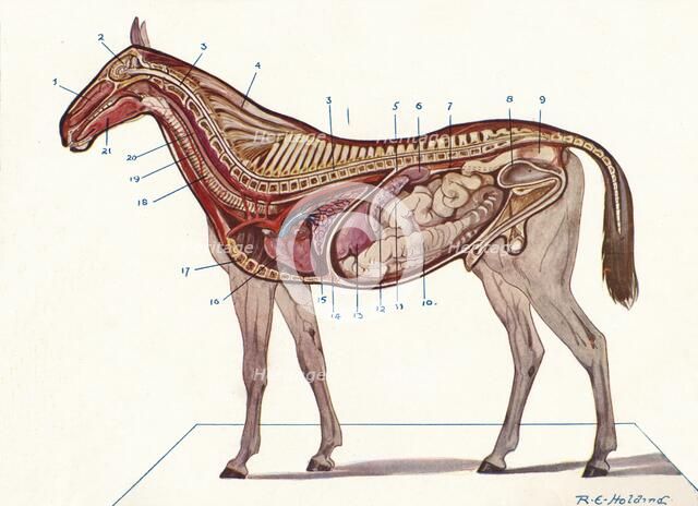 Vertical section of the body of a horse, c1907 (c1910). Artist: RE Holding.