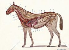Vertical section of the body of a horse, c1907 (c1910). Artist: RE Holding