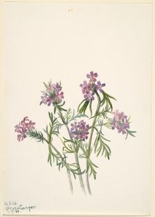 Vervain (Verbena wrightii), 1938. Creator: Mary Vaux Walcott