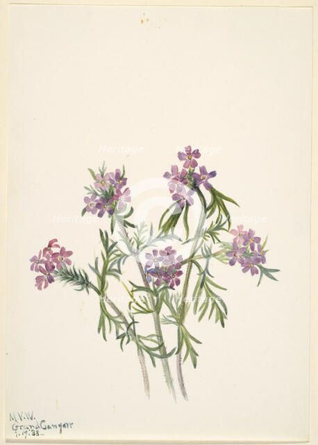 Vervain (Verbena wrightii), 1938. Creator: Mary Vaux Walcott.