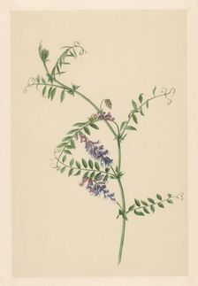 Vicia, 1722. Creator: Anon