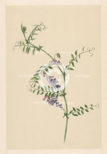 Vicia, 1722. Creator: Anon.