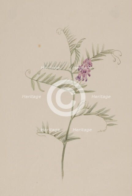 Vicia americana, ca. 1917-1918. Creator: Mary Vaux Walcott.
