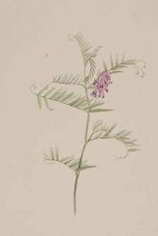 Vicia americana, ca. 1917-1918. Creator: Mary Vaux Walcott