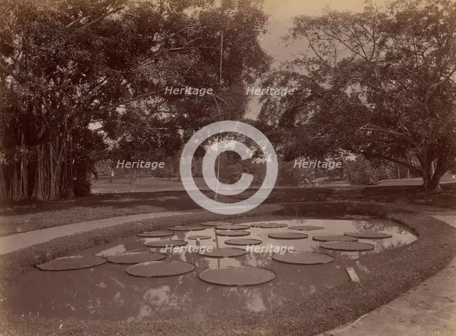 Victoria Regia at Botanical Garden, Udaipur, 1860s-70s. Creator: Unknown.