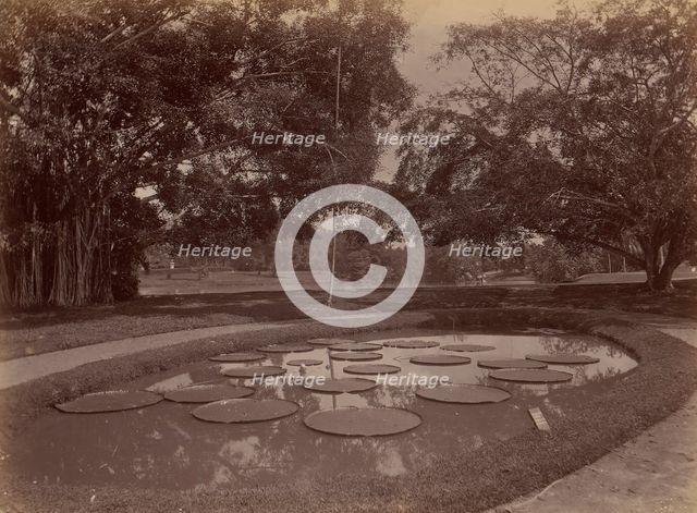 Victoria Regia at Botanical Garden, Udaipur, 1860s-70s. Creator: Unknown.