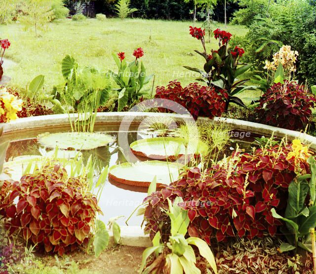 Victoria regia; botanical garden in Sukhumi, c1915. Creator: Sergey Mikhaylovich Prokudin-Gorsky.