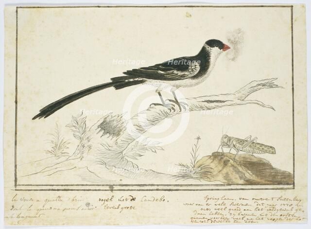 Vidua macroura (Pin-tailed whydah) and locust, 1778. Creator: Robert Jacob Gordon.