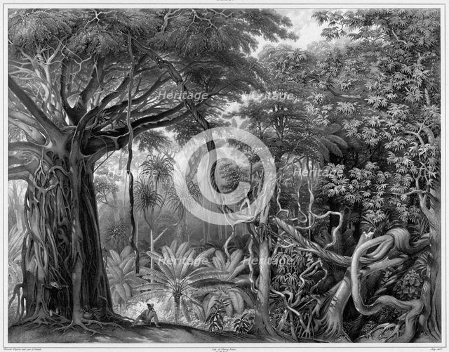 View Taken in the Forests of Guam Island, Mariana Islands, 19th century. Creators: Alexander Postels, Alexis Victor Joly.