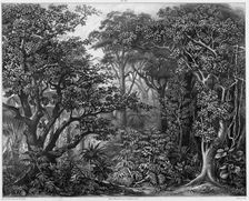 View Taken in the Forests of Peel Island, Bonin Islands, 19th century. Creators: Alexander Postels, Godefroy Engelmann