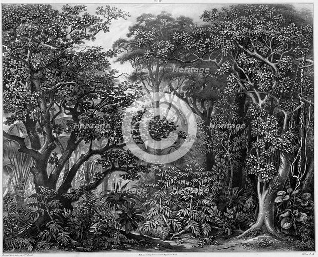 View Taken in the Forests of Peel Island, Bonin Islands, 19th century. Creators: Alexander Postels, Godefroy Engelmann.