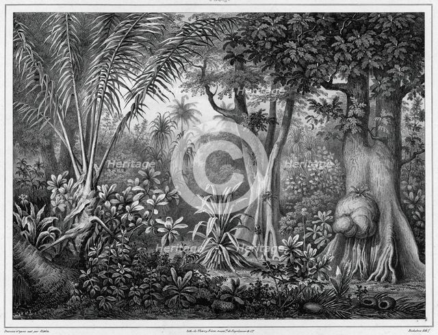 View Taken in the Interior of the Lower Caroline Islands,19th century. Creators: Friedrich Heinrich Kittlitz, Godefroy Engelmann, Louis-Pierre-Alphonse Bichebois.