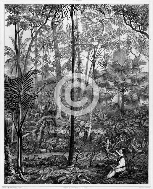 View Taken in the Woods, Bonin Islands, 19th century. Creators: Alexander Postels, Godefroy Engelmann, Louis Jules Federe Villeneuve.