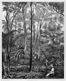 View Taken in the Woods, Bonin Islands, 19th century. Creators: Alexander Postels, Godefroy Engelmann, Louis Jules Federe Villeneuve